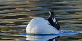DSC_7559a.jpg