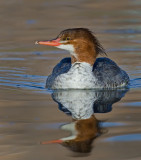 DSC_8599a.jpg