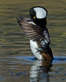 DSC_8754aC.jpg