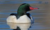 DSC_8897a.jpg