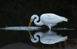DSC_9527a.jpg