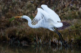 DSC_9651a.jpg