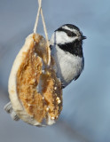 DSC_1333a.jpg
