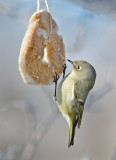 DSC_1778a.jpg