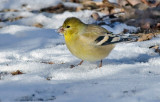 DSC_2108a.jpg