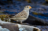 DSC_5200a.jpg