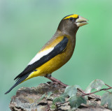 DSC_5288aC.jpg