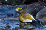 DSC_6215a.jpg