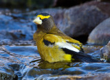 DSC_6227a.jpg