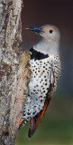 DSC_6337b.jpg