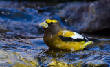 DSC_6468a.jpg