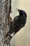 DSC_6672a.jpg