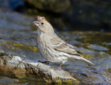 DSC_7087a.jpg