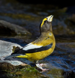 DSC_7187a.jpg