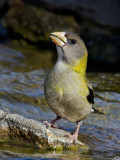 DSC_7249a.jpg