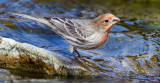 DSC_7492a.jpg
