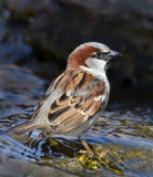 DSC_7584a.jpg