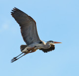 DSC_8436a.jpg