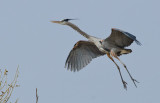 DSC_0838a.jpg