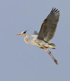 DSC_0978a.jpg
