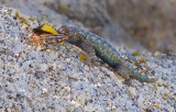 DSC_1286b.jpg