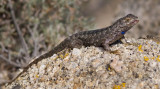 DSC_1343a.jpg