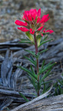 DSC_1548a.jpg