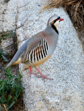 DSC_1720a.jpg