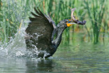 DSC_5524a.jpg