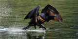 DSC_5927b.jpg