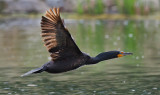DSC_6575a.jpg