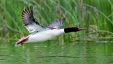 DSC_6760a.jpg
