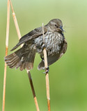 DSC_7924a.jpg