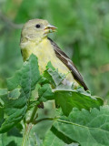 DSC_8130a.jpg