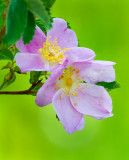 DSC_8146a.jpg
