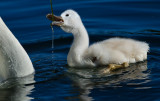 DSC_8655a.jpg