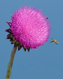 DSC_9047a.jpg