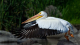 DSC_9116a.jpg