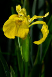 DSC_9953a.jpg