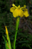 DSC_0133a.jpg