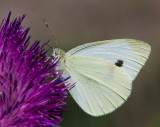 DSC_0249a.jpg