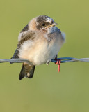 DSC_5753a.jpg