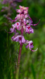 DSC_7903a.jpg
