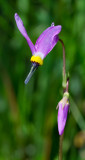 DSC_7953a.jpg