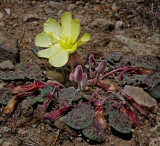 DSC_8365a.jpg