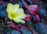 DSC_8764b.jpg