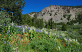 DSC_8951a.jpg