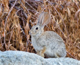 DSC_9830a.jpg