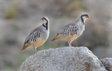 DSC_9963a.jpg