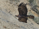 DSC_0164a.jpg